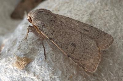 <i>Xestia castanea</i>