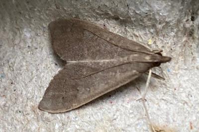 <i>Mecyna asinalis</i>