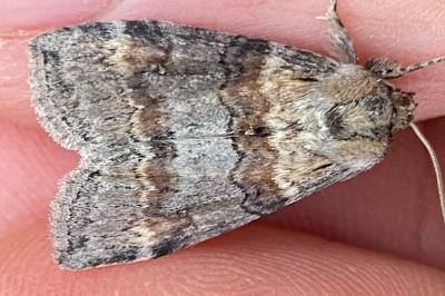<i>Cymatophorina diluta</i>