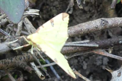 <i>Opisthograptis luteolata</i>