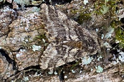 <i>Lycia hirtaria</i>