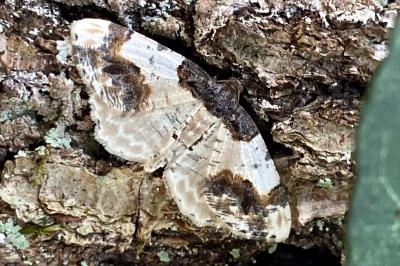 <i>Ligdia adustata</i>