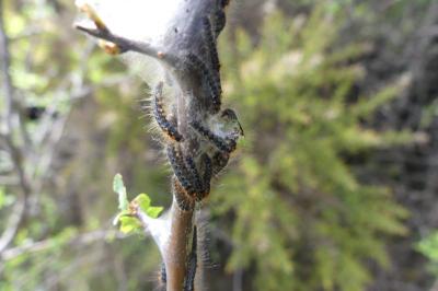 <i>Eriogaster catax</i>