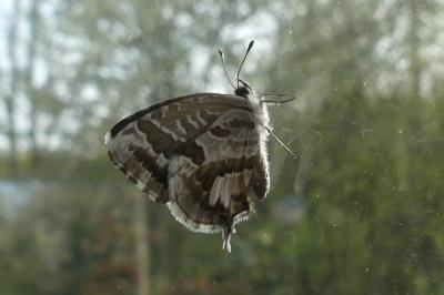 <i>Cacyreus marshalli</i>