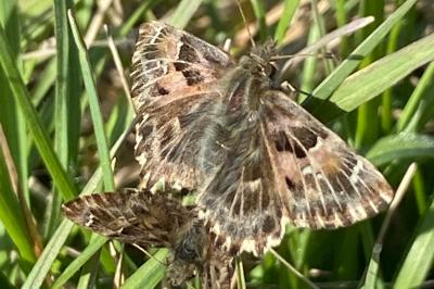 <i>Carcharodus alceae</i>