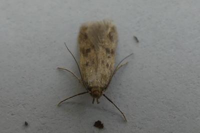 <i>Borkhausenia nefrax</i>