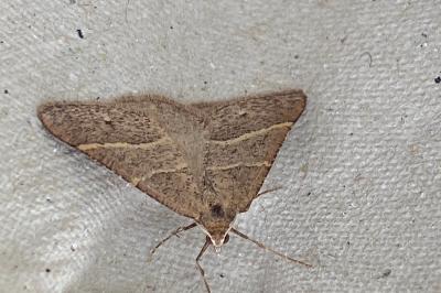 <i>Perigune narbonea</i>