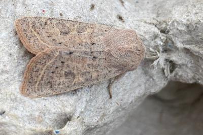 <i>Orthosia gracilis</i>