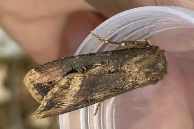 <i>Agrotis ipsilon</i>
