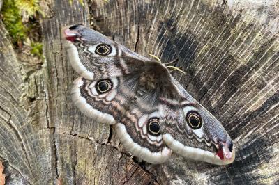 <i>Saturnia pavonia</i>