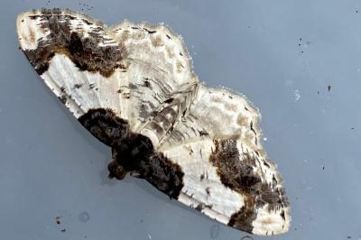 <i>Ligdia adustata</i>