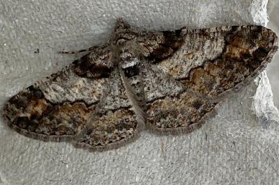 <i>Cleora cinctaria</i>