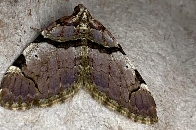 <i>Anticlea derivata</i>