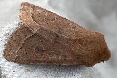 <i>Orthosia cerasi</i>