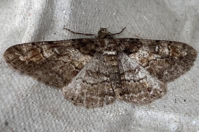 <i>Cleora cinctaria</i>