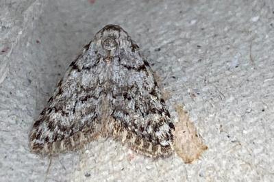 <i>Nola cicatricalis</i>