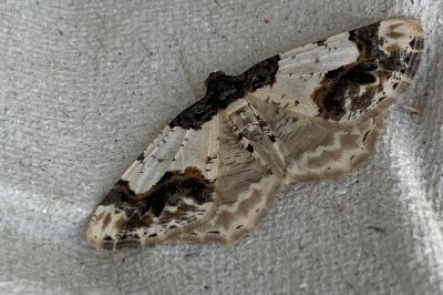 <i>Ligdia adustata</i>