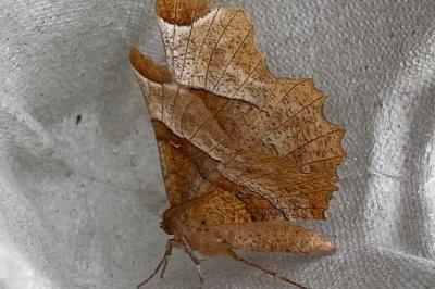 <i>Selenia lunularia</i>