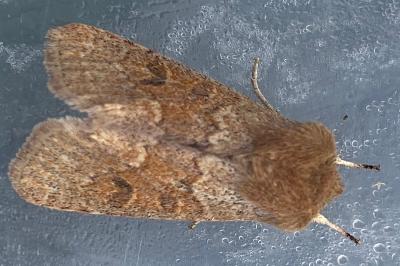 <i>Orthosia miniosa</i>