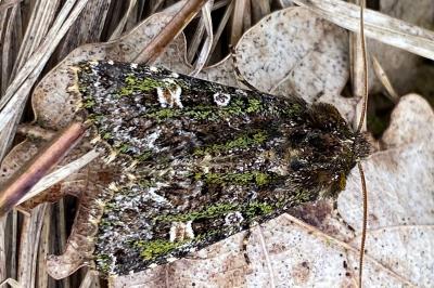 <i>Valeria jaspidea</i>