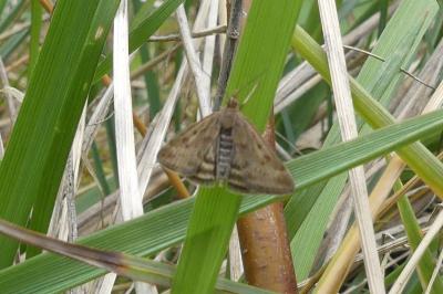 <i>Pyrausta despicata</i>