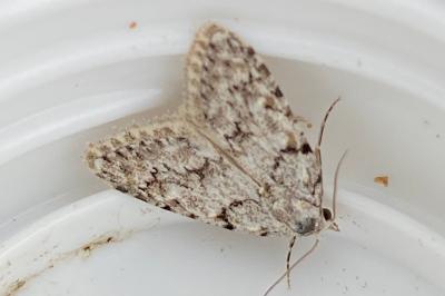 <i>Nola cicatricalis</i>