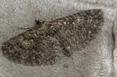 <i>Eupithecia abbreviata</i>