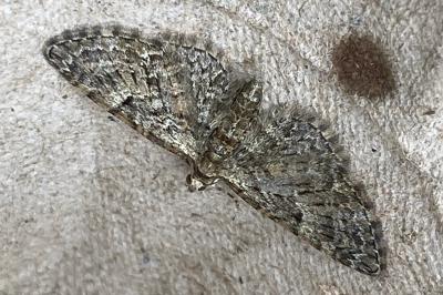 <i>Eupithecia abbreviata</i>