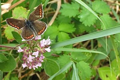 <i>Aricia agestis</i>