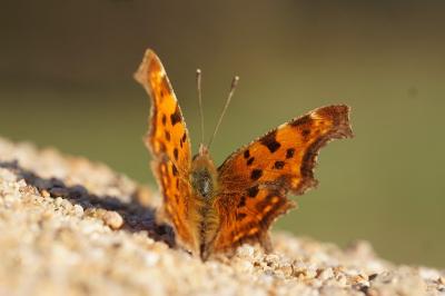 <i>Polygonia c-album</i>
