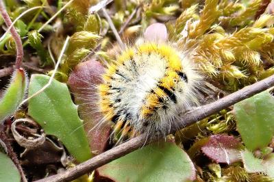 <i>Lasiocampa trifolii</i>