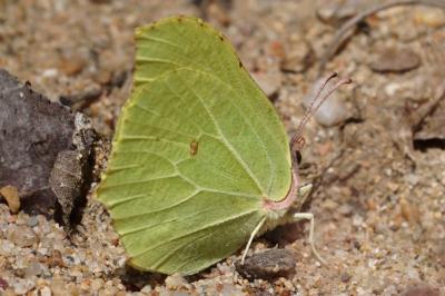 <i>Gonepteryx rhamni</i>