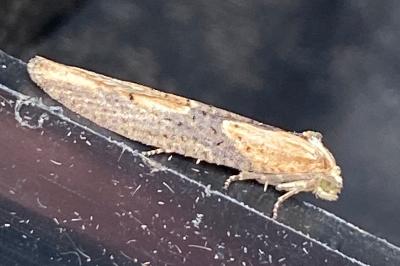 <i>Doloploca punctulana</i>