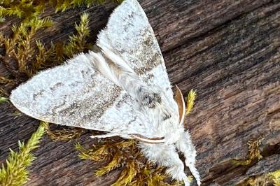 <i>Calliteara pudibunda</i>