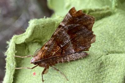 <i>Selenia dentaria</i>