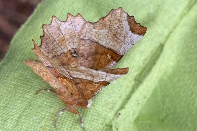 <i>Selenia lunularia</i>