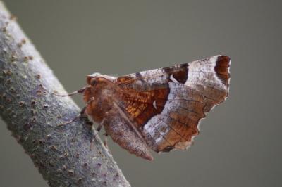 <i>Selenia tetralunaria</i>