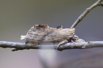 <i>Pterostoma palpina</i>