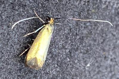 <i>Adela reaumurella</i>