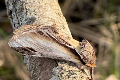 <i>Pheosia tremula</i>