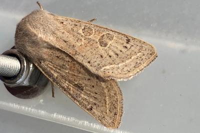 <i>Orthosia gracilis</i>