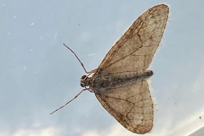 <i>Trichopteryx carpinata</i>