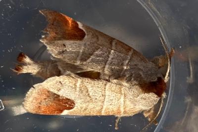 <i>Clostera curtula</i>