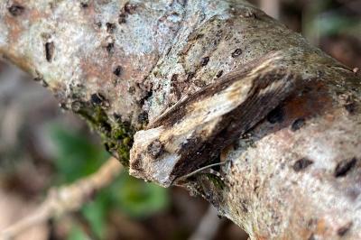 <i>Egira conspicillaris</i>