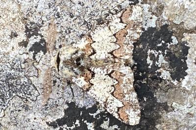 <i>Biston strataria</i>
