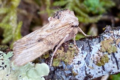 <i>Egira conspicillaris</i>