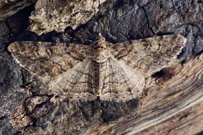 <i>Cleora cinctaria</i>