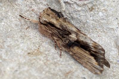 <i>Egira conspicillaris</i>