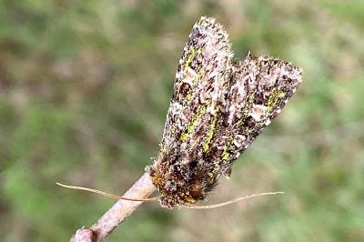 <i>Valeria jaspidea</i>