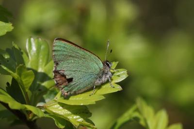 <i>Callophrys rubi</i>